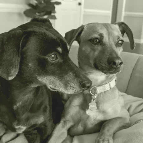 Monochrome photo of two dachshunds.